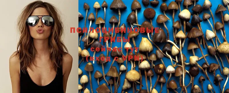 Псилоцибиновые грибы Psilocybe  Алупка 